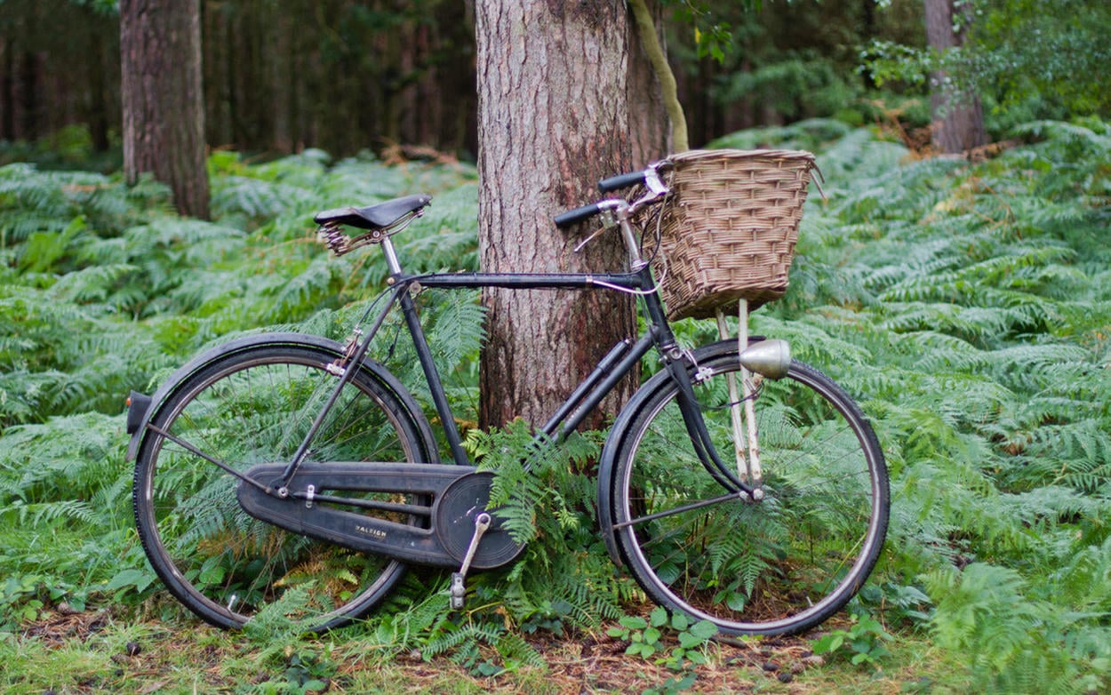 Vintage black bicycle with wicker basket leaning against a tree in the woods, surrounded by green ferns.