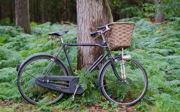 Old black bicycle with wicker basket leant against a tree in the woods with ferns growing across the floor.