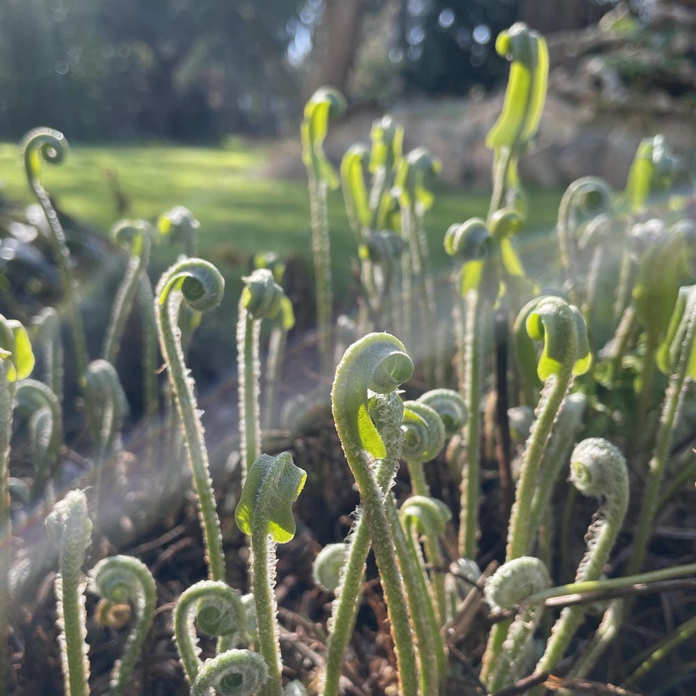 Green fern stems uncurling in the morning light.