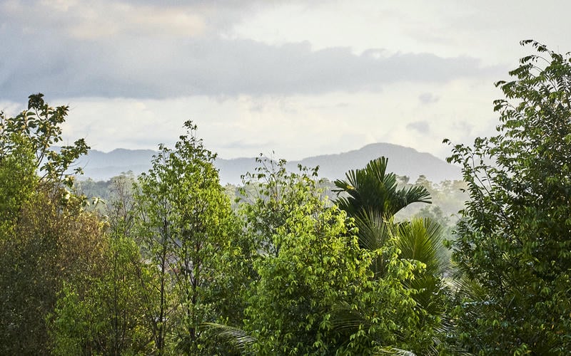 A Sri Lankan rainforest scene, view from amoungst the tree tops. Lot of green trees including palms against a backgrop of vegetation covered mountains shrouded in light mist.