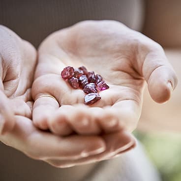 Hands holding a selection of uncut, rough sapphires in a rich red colour.