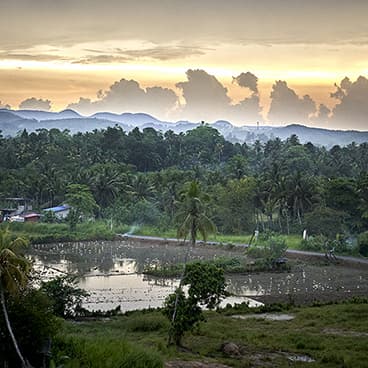 Water covered, irrigated fields in the forests of Sri Lanka.