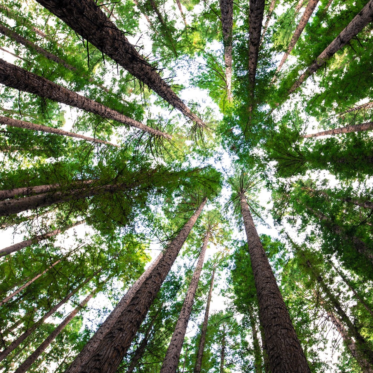 friends of the earth tree photo